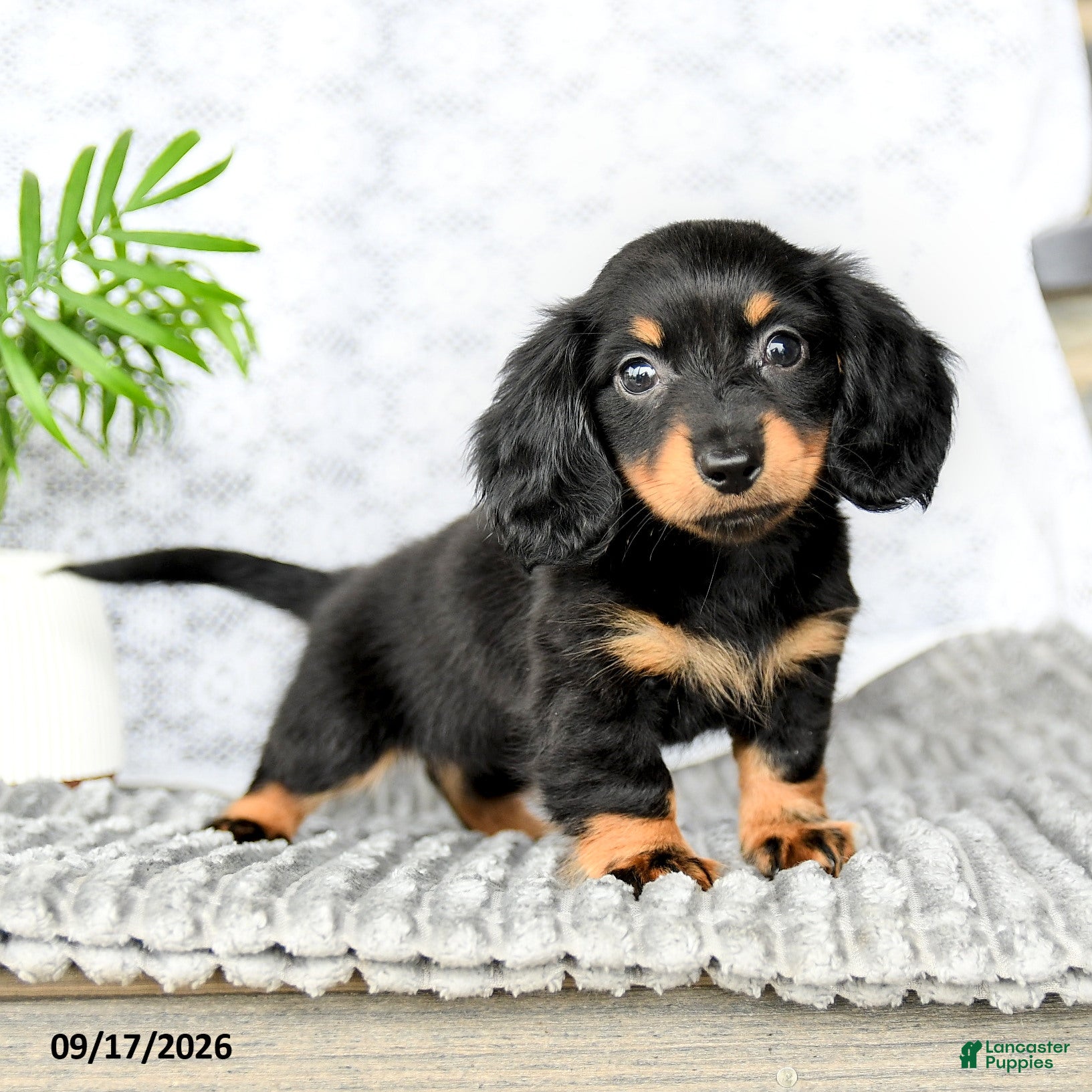 Miniature Dachshund dogs for sale: Iyla - Ad 4
