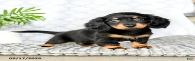 Iyla