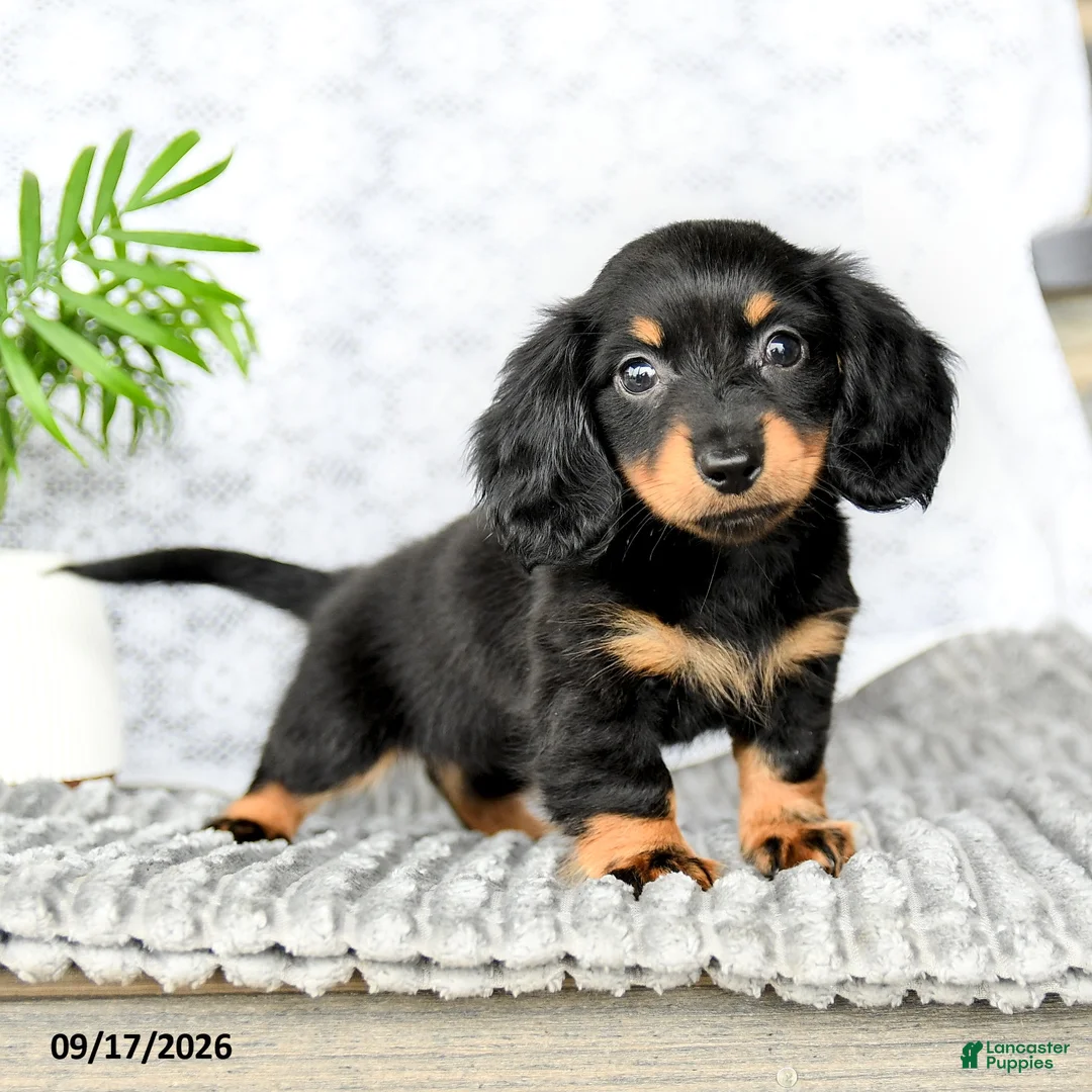 Miniature Dachshund dogs for sale: Iyla - Ad 1