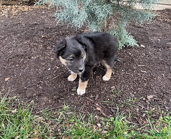 Mixed Breed dogs Otto - Ad 5