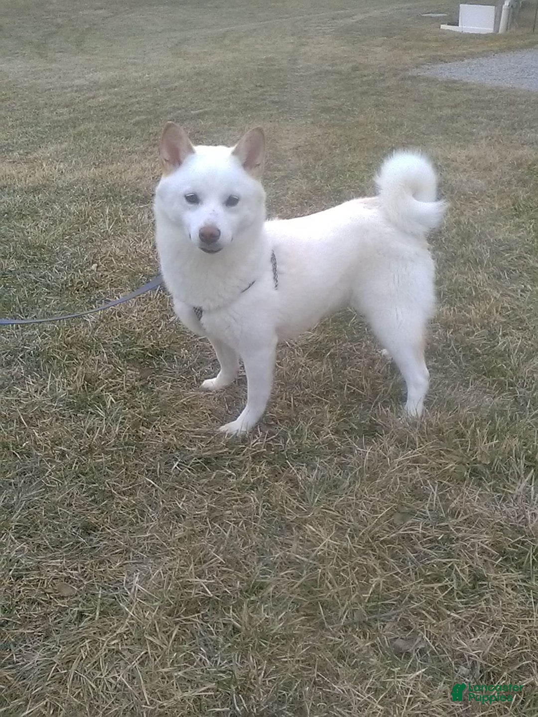 Shiba Inu dogs for sale: Bethany - Ad 6