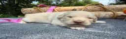 Mixed Breed dogs for sale: Butterscotch (Girl) - Ad 2
