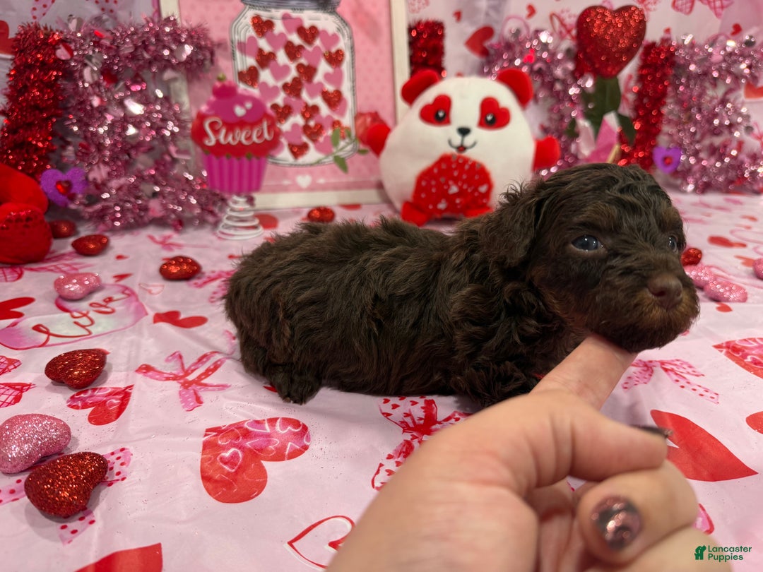 Yorkiepoo dogs for sale: Yorkiepoo Puppy (Brownie) - Ad 2