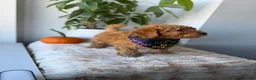 Mini Goldendoodle dogs for sale: Hermes - Ad 5