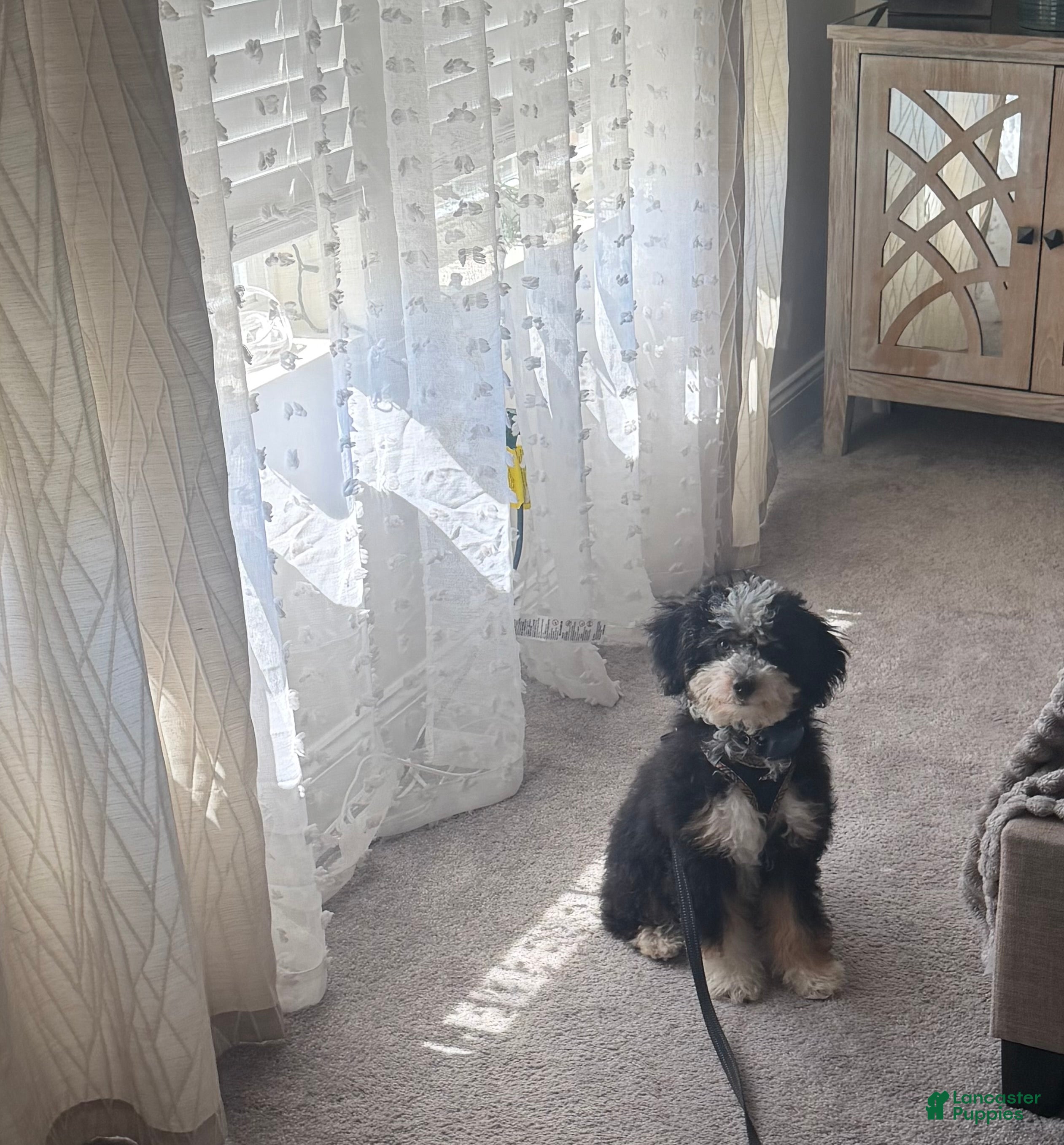 Bernedoodle dogs Bernedoodle 4 - Ad 42