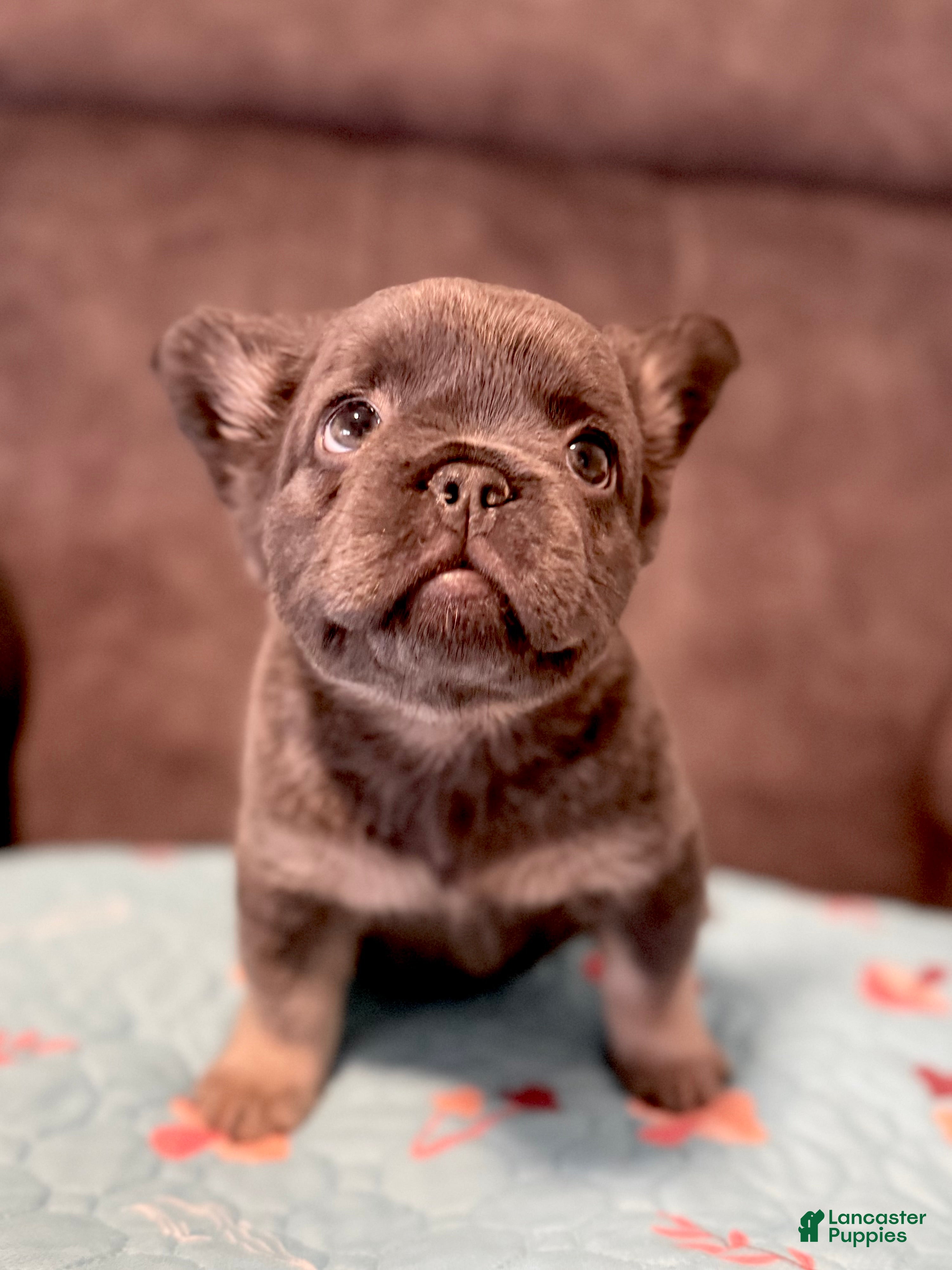 French Bulldog dogs French Bulldog Puppy 6 - Ad 1