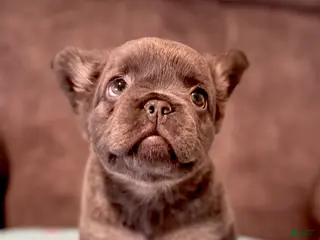 French Bulldog dogs for sale: French Bulldog Puppy 6 - Ad 3