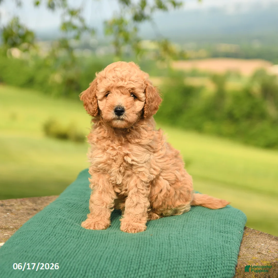 Mini Goldendoodle dogs for sale: Abby - Ad 1