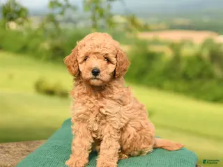 Mini Goldendoodle dogs for sale: Abby - Ad 2