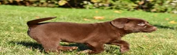 Labrador Retriever dogs for sale: Libby - Ad 10