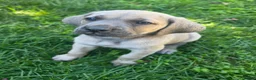 Cane Corso dogs for sale: Athena - Ad 3