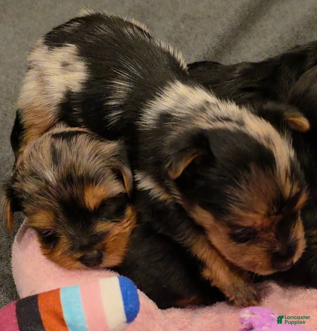 Yorkshire Terrier dogs for sale: Harvey  - Ad 5
