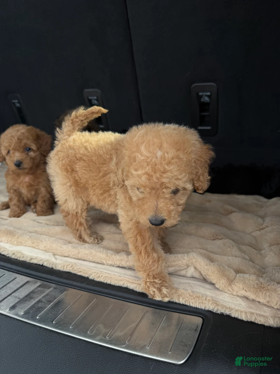 Toy Poodle dogs for sale: Toy Poodle 4 - Ad 6