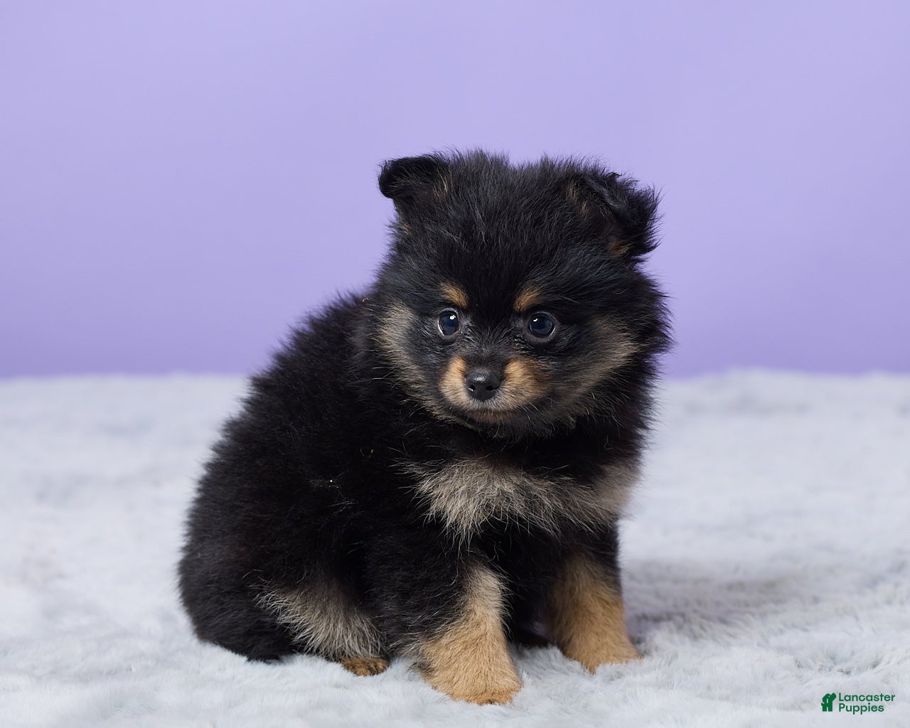 Pomeranian dogs Twila - Ad 2