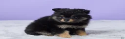 Pomeranian dogs for sale: Twila - Ad 2