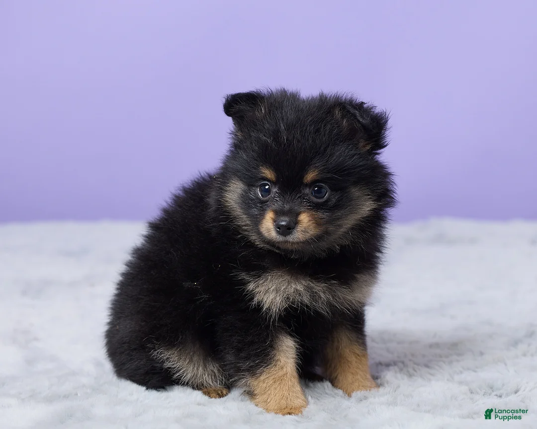 Pomeranian dogs for sale: Twila - Ad 2