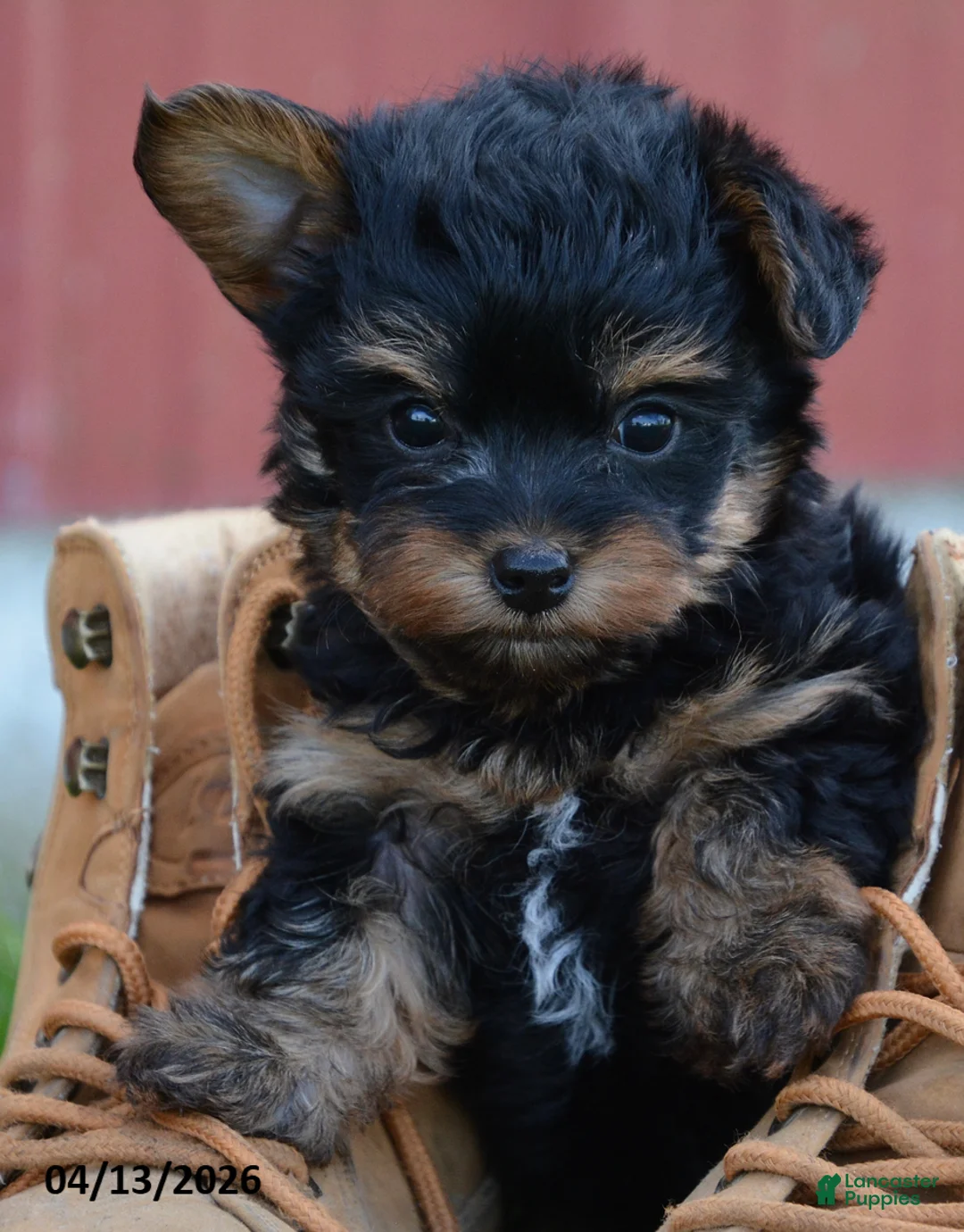 Yorkiepoo dogs for sale: Jobe - Ad 7
