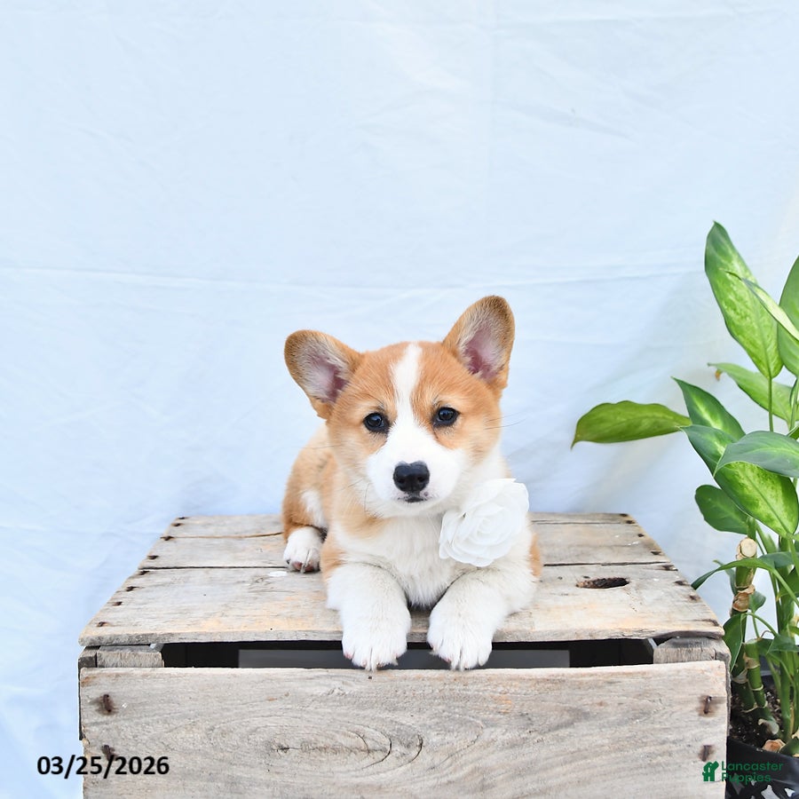 Welsh Corgi Pembroke dogs Molly - Ad 2