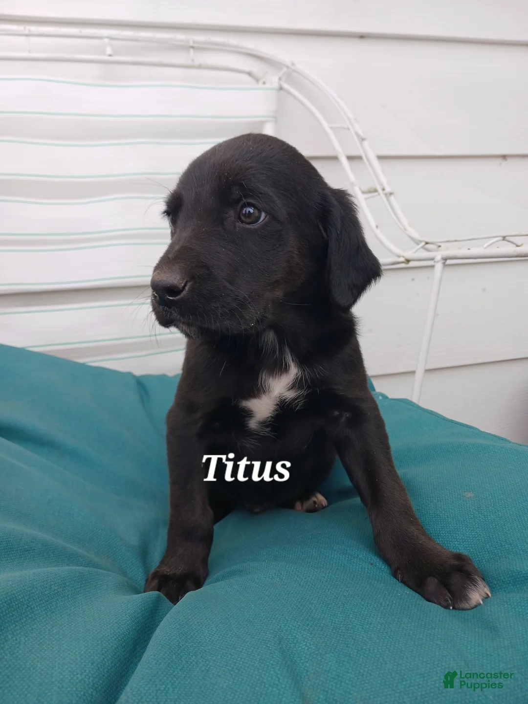 Mixed Breed dogs for sale: Mixed Breed Puppy 4 Titus - Ad 2