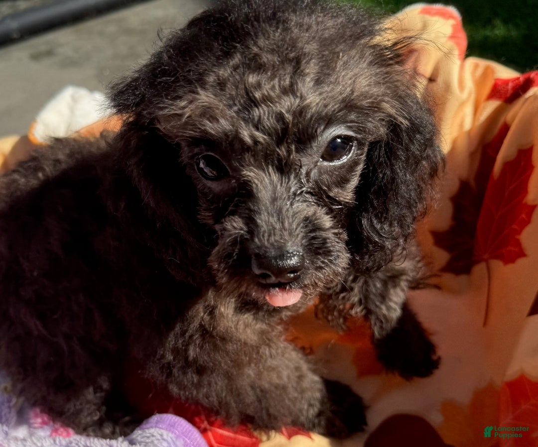 Toy Poodle dogs for sale: Busby - Ad 1