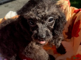 Toy Poodle dogs Busby - Ad 30