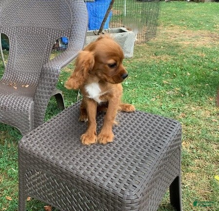 Cavalier King Charles Spaniel dogs Skipper - Ad 2