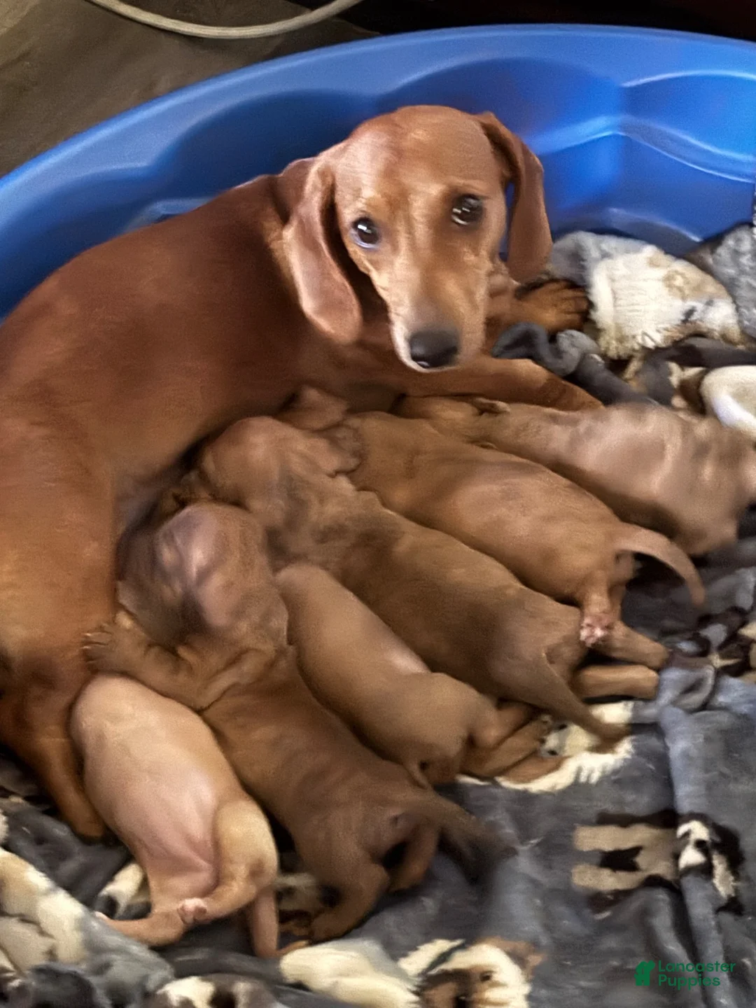 Dachshund dogs for sale: Chonky Nugget - Ad 8