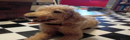 Goldendoodle dogs for sale: 🩵 light blue  - Ad 10