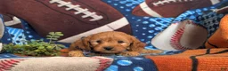 Cavapoo dogs for sale: Dillin - Ad 7