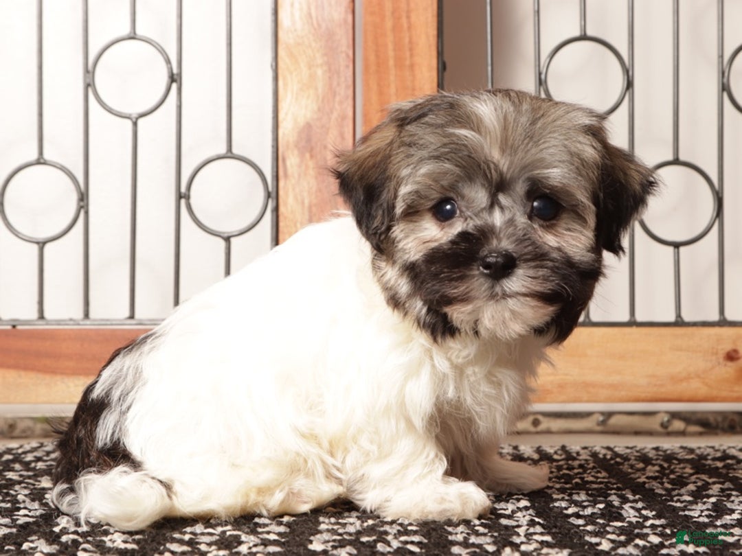 Havanese dogs for sale: Blue ACA Male Havanese  - Ad 4