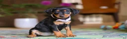 Miniature Pinscher dogs for sale: Lily - Ad 5