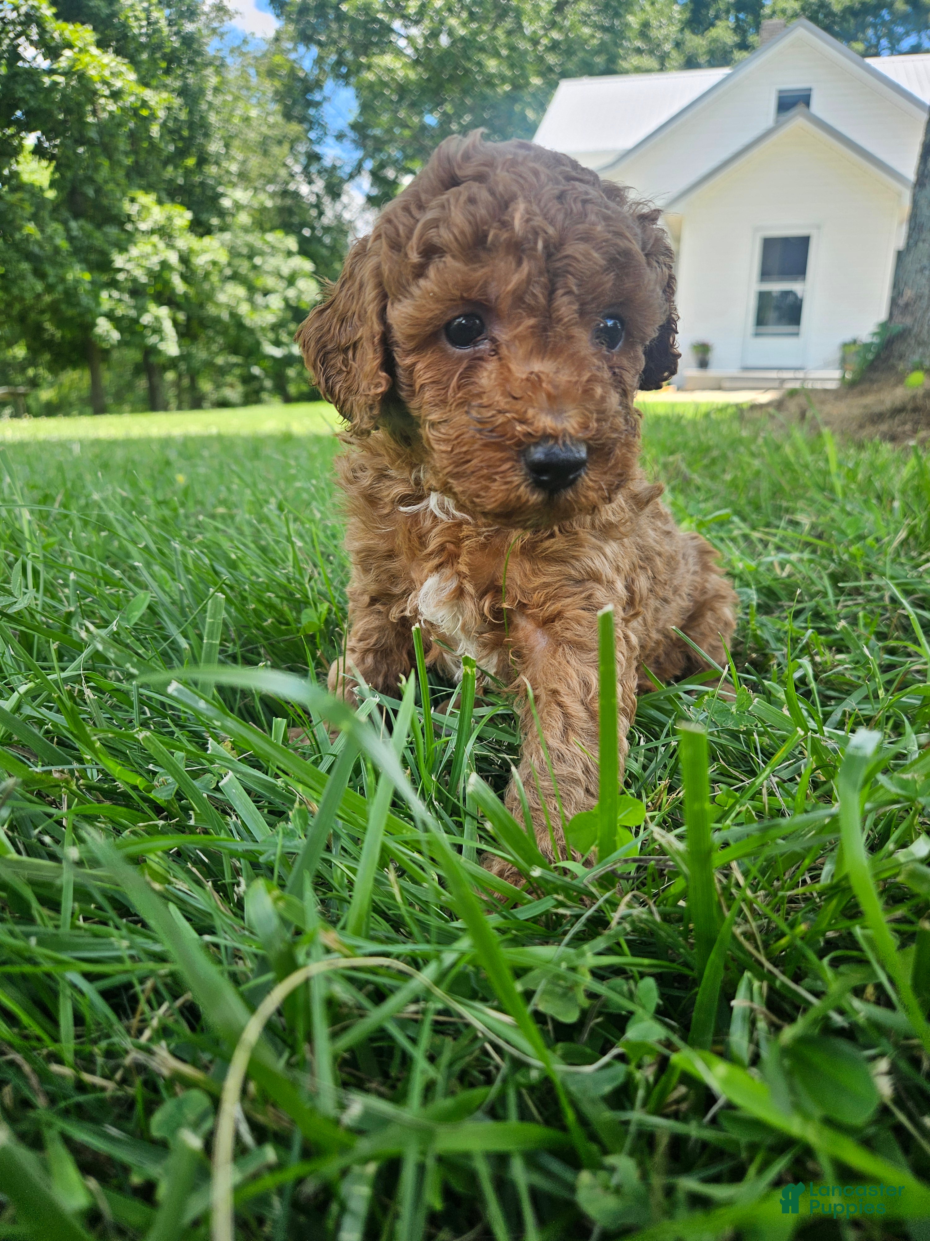 Cavapoo dogs Judge - Ad 31