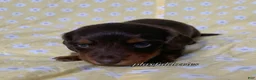 Miniature Dachshund dogs for sale: Tootsie - Ad 37