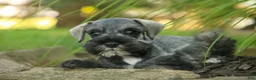 Miniature Schnauzer dogs for sale: Quincy Miniature Schnauzer  - Ad 5