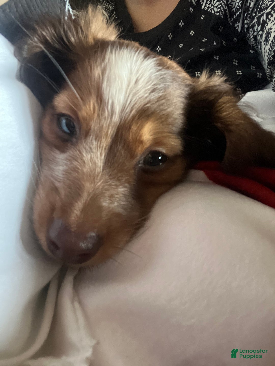 Dachshund dogs for sale: Dachshund Puppy 1 - Ad 2