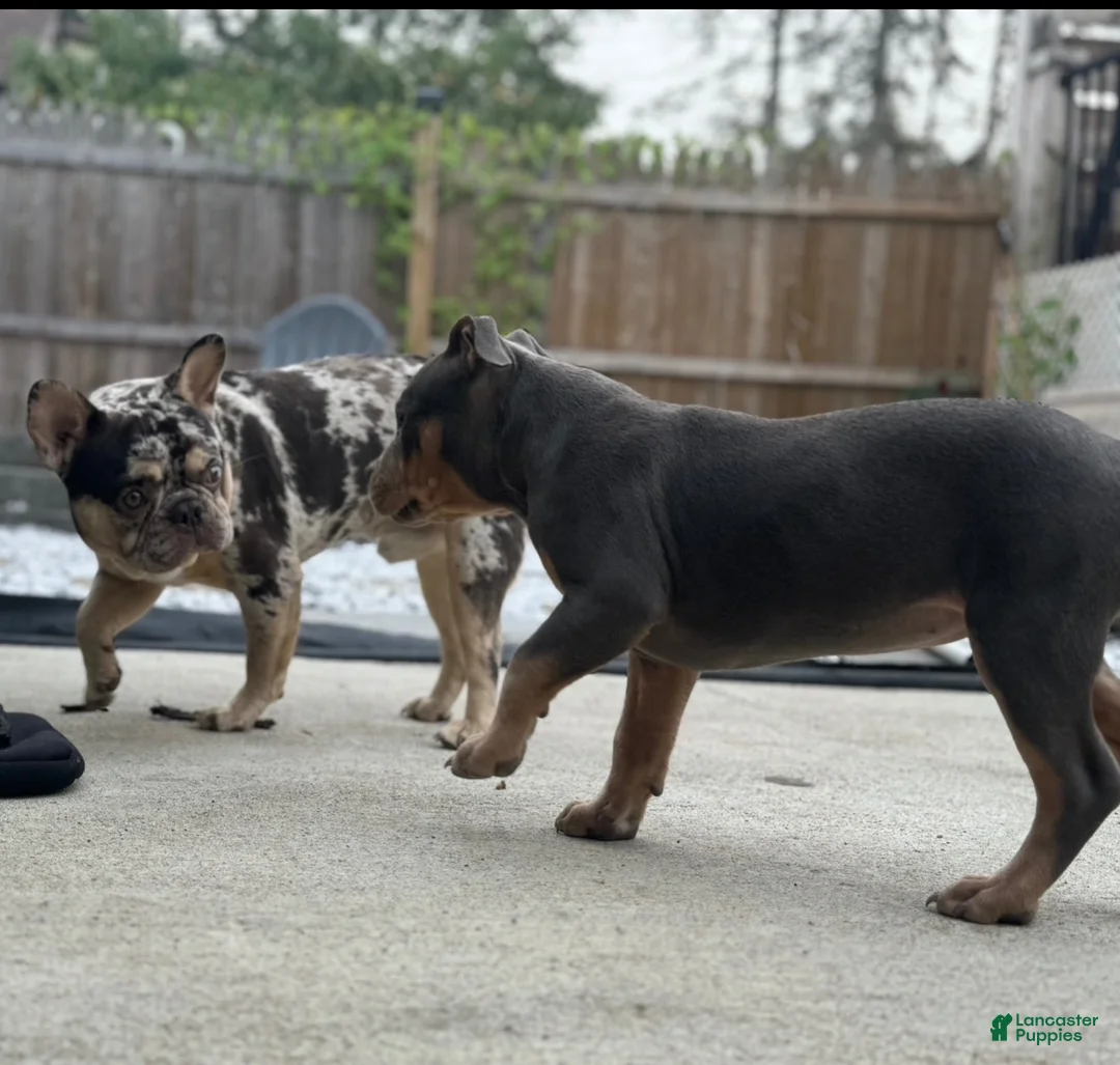 Mixed Breed dogs for sale: Mixed Breed 6 - Ad 5