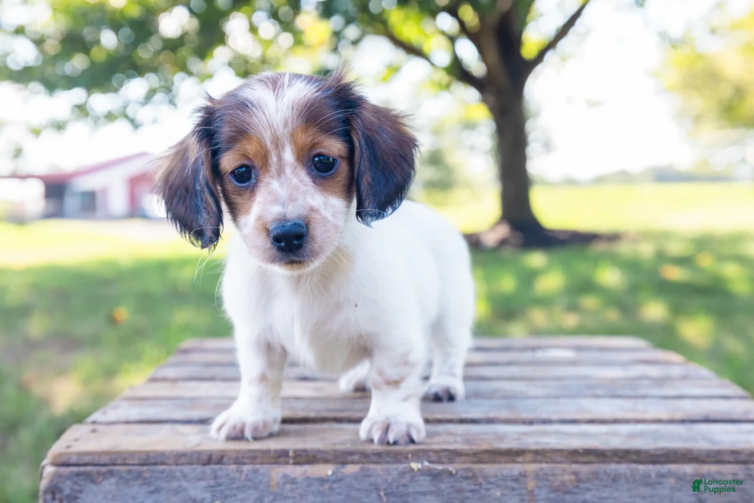 Miniature Dachshund dogs for sale: Miniature Dachshund 5 - Ad 1