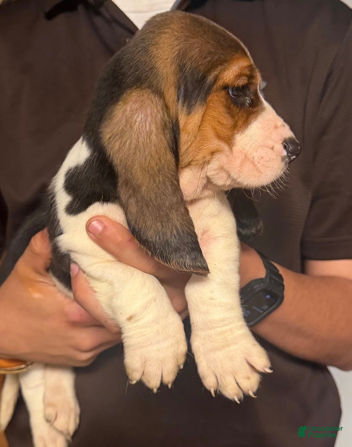 Basset Hound dogs Burno Boy - Ad 2