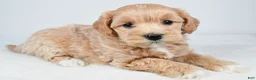 Maltipoo dogs for sale: Cassidy - Ad 3