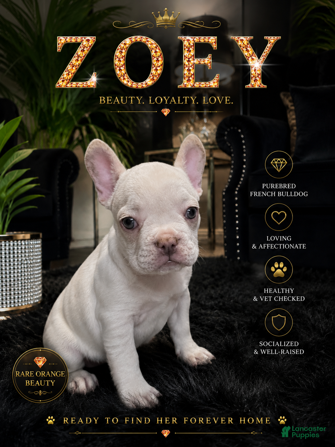 French Bulldog dogs for sale: French Bulldog 2 - Ad 2