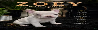 French Bulldog 2