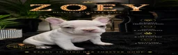 French Bulldog dogs for sale: French Bulldog 2 - Ad 1