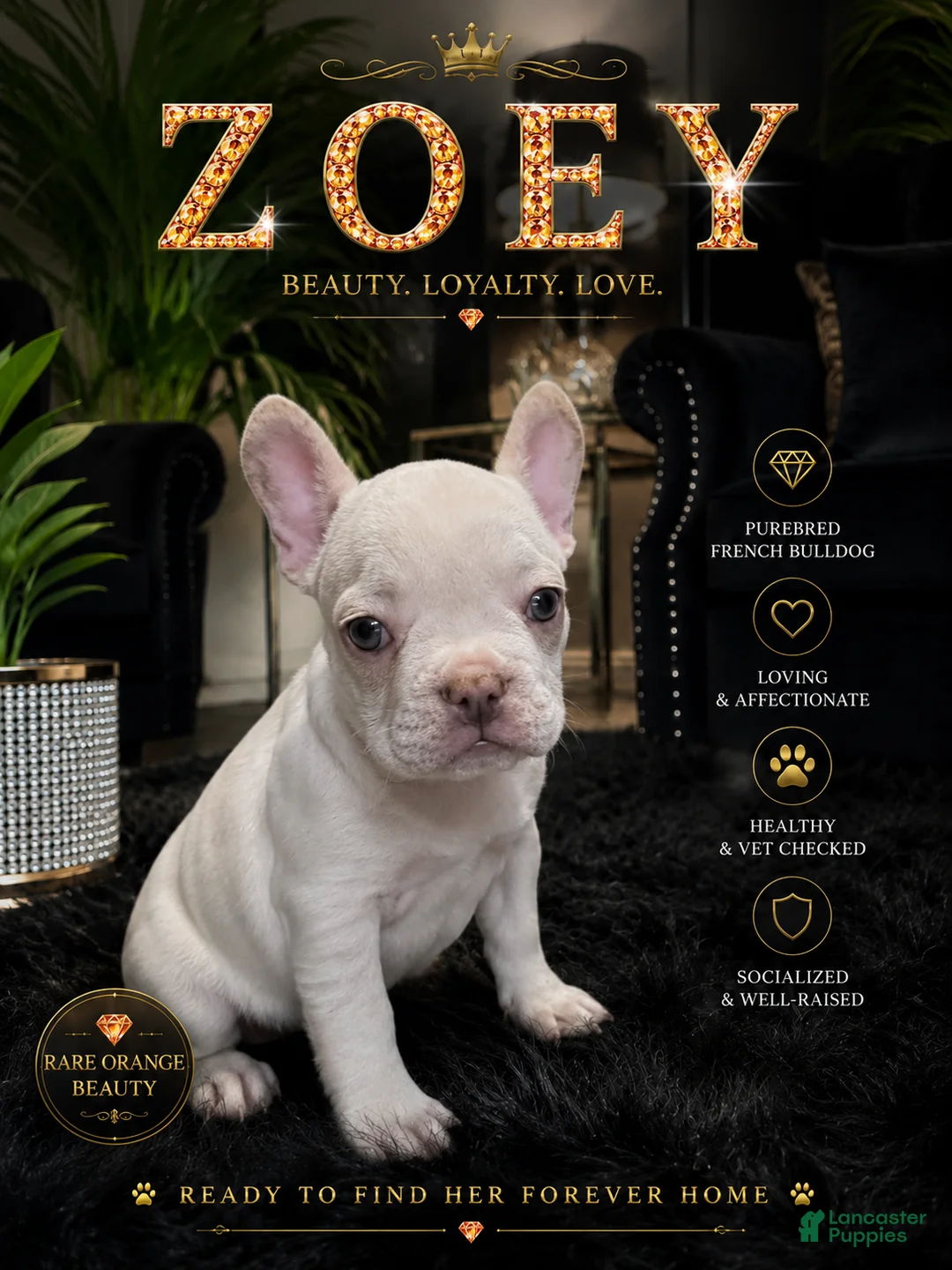 French Bulldog dogs for sale: French Bulldog 2 - Ad 1