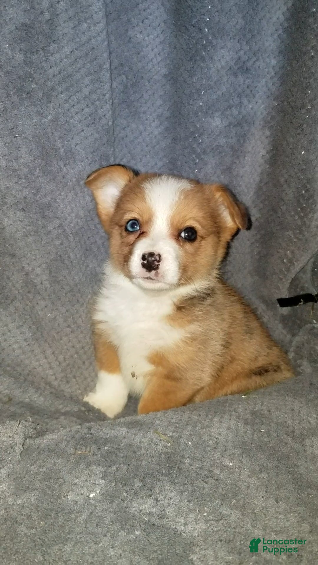 Mixed Breed dogs Addie - Ad 24