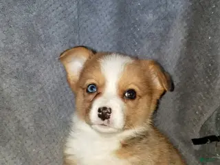 Mixed Breed dogs Addie - Ad 24