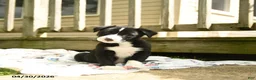 Border Collie dogs for sale: Humperdink - Ad 2