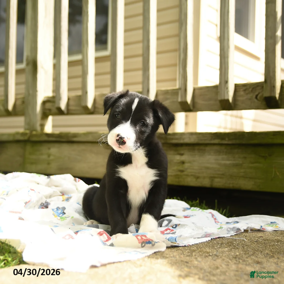Border Collie dogs for sale: Humperdink - Ad 2