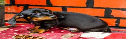Miniature Dachshund dogs for sale: Yosef - Ad 14