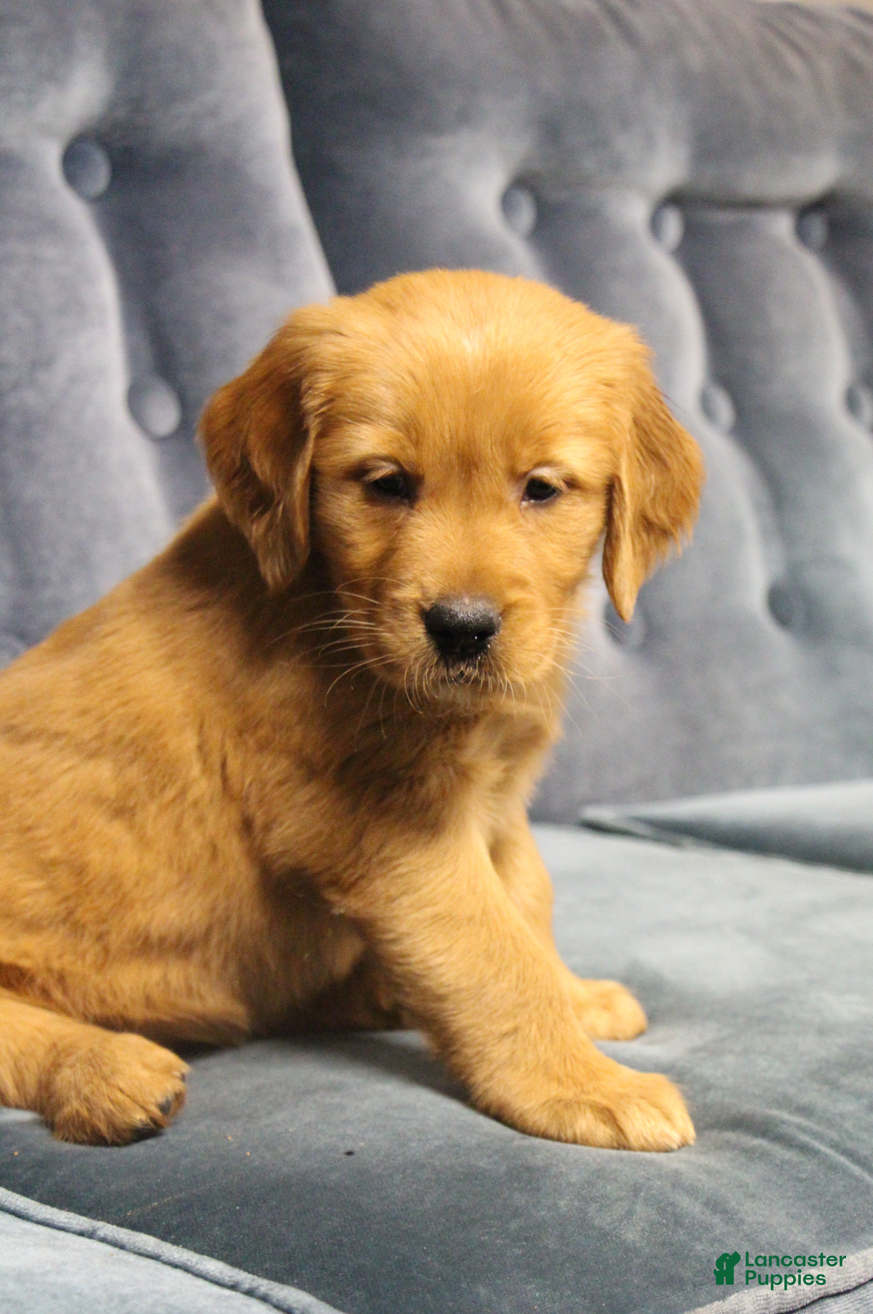 Golden Retriever dogs North - Ad 13