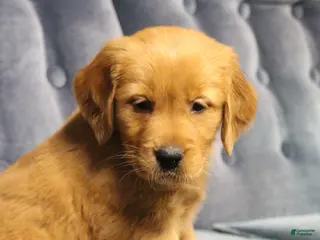 Golden Retriever dogs North - Ad 13